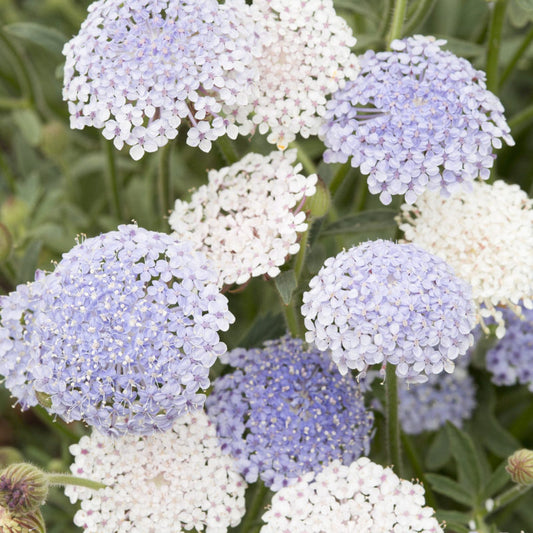 Jora Dahl | Didiscus caeruleus 'Lace Mixture' (Blaudolde) zeichnet sich durch Büschel kleiner blassvioletter und weißer Blüten über grünem Laub aus, die sich ideal für einen zarten Gartenlook oder als charmante Schnittblumen in Blumenarrangements eignen.