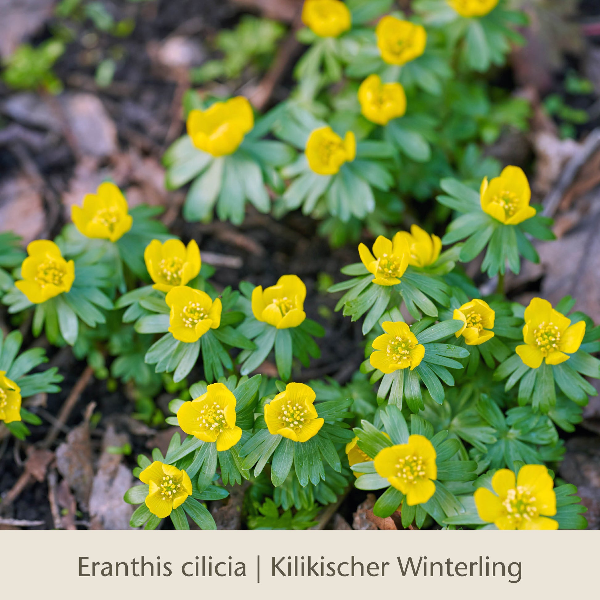 Die leuchtend gelben Waldzauber: Für den lichten Schatten von der Königlichen Gartenakademie bringen im Frühjahr ebenso wie Tulpen und andere Blumenzwiebeln früh Farbe ins Laub.