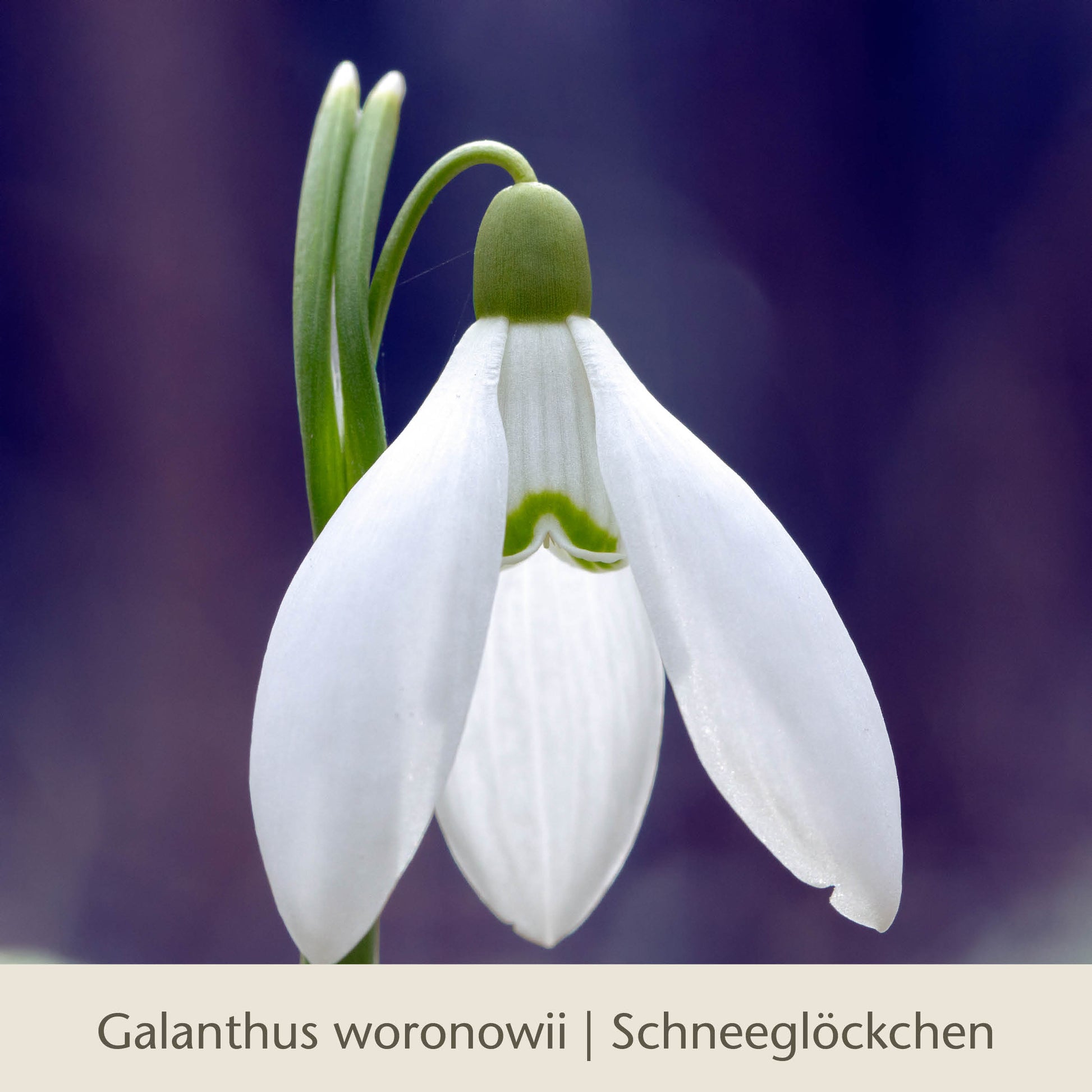 Ein einzelnes weißes Galanthus woronowii (Schneeglöckchen), eine frühe Frühlingsblume, steht mit zarten Blütenblättern und einem grünen Stiel vor einem violetten Hintergrund. Unten: Waldzauber: Für den lichten Schatten | Königliche Gartenakademie.