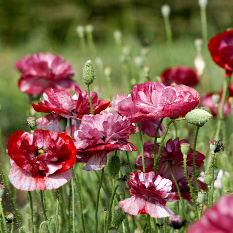 Jora Dahl | Papaver rhoeas 'Pandora' (Klatschmohn) zeigt in einem sonnenbeschienenen, trockenheitstoleranten Garten weinrote und weiße Blüten zwischen grünen Knospen und Stängeln vor einem sanft verschwommenen grünen Hintergrund.