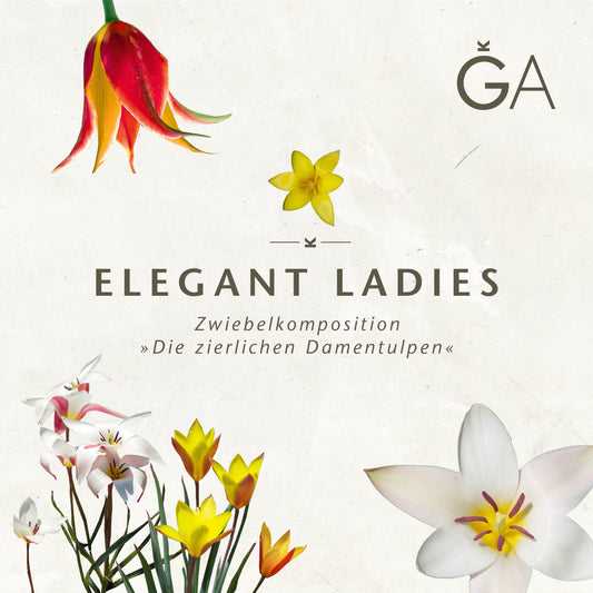 Eine minimalistische, von Frühlingsblüher inspirierte Blumencollage mit Tulpen und Narzissen. Der helle Hintergrund zeigt "Elegante Damen: Die zierlichen Damentulpen" der Königlichen Gartenakademie und deutsche Redewendungen über ornamentale Tulpenzwiebeln.