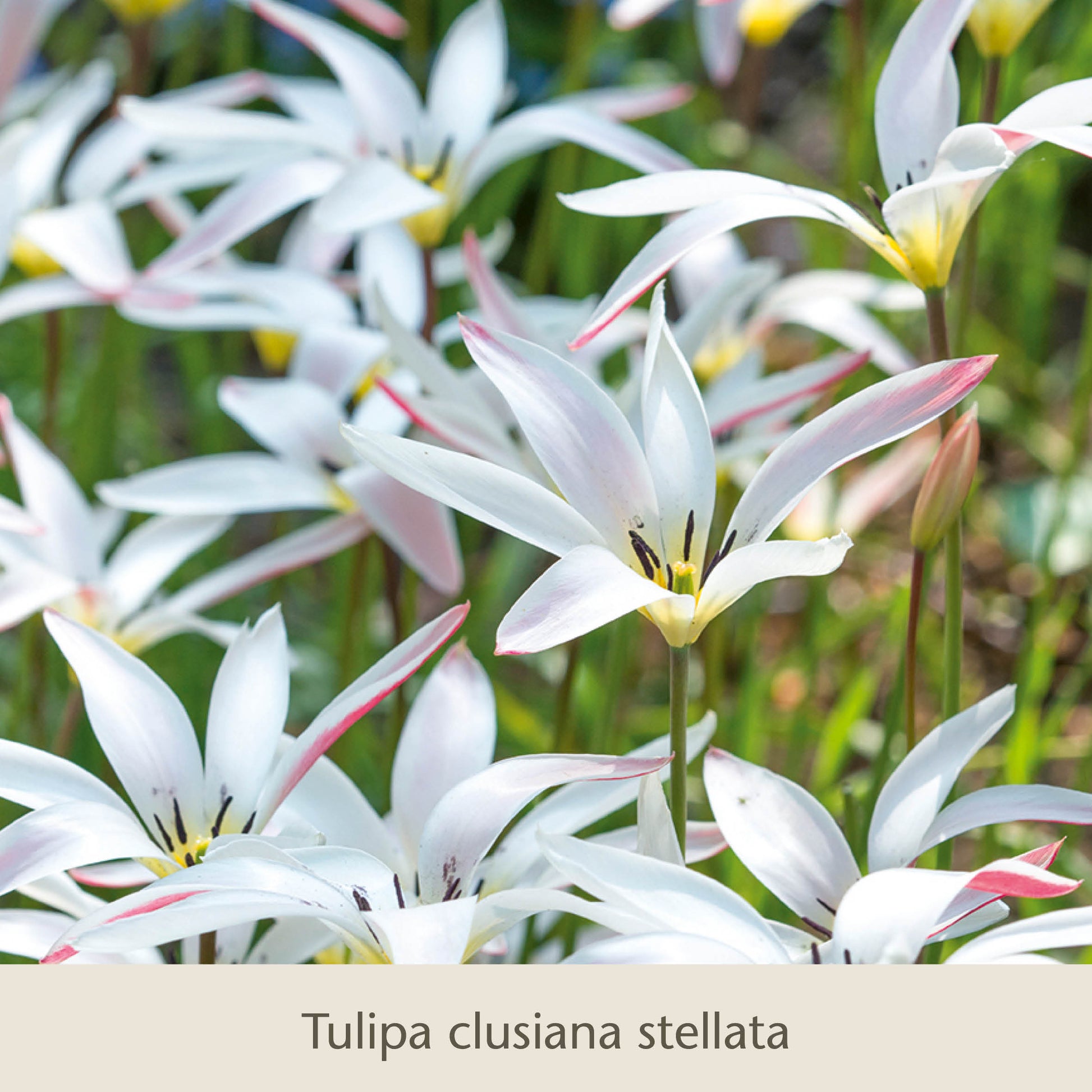 Elegante Damen: Die zierlichen Damentulpen von Königliche Gartenakademie begeistern als klassische Frühlingsblüher mit schlanken weißen Blüten, rosa Rändern und gelben Zentren-ideal zum Pflanzen aus hochwertigen Blumenzwiebeln.