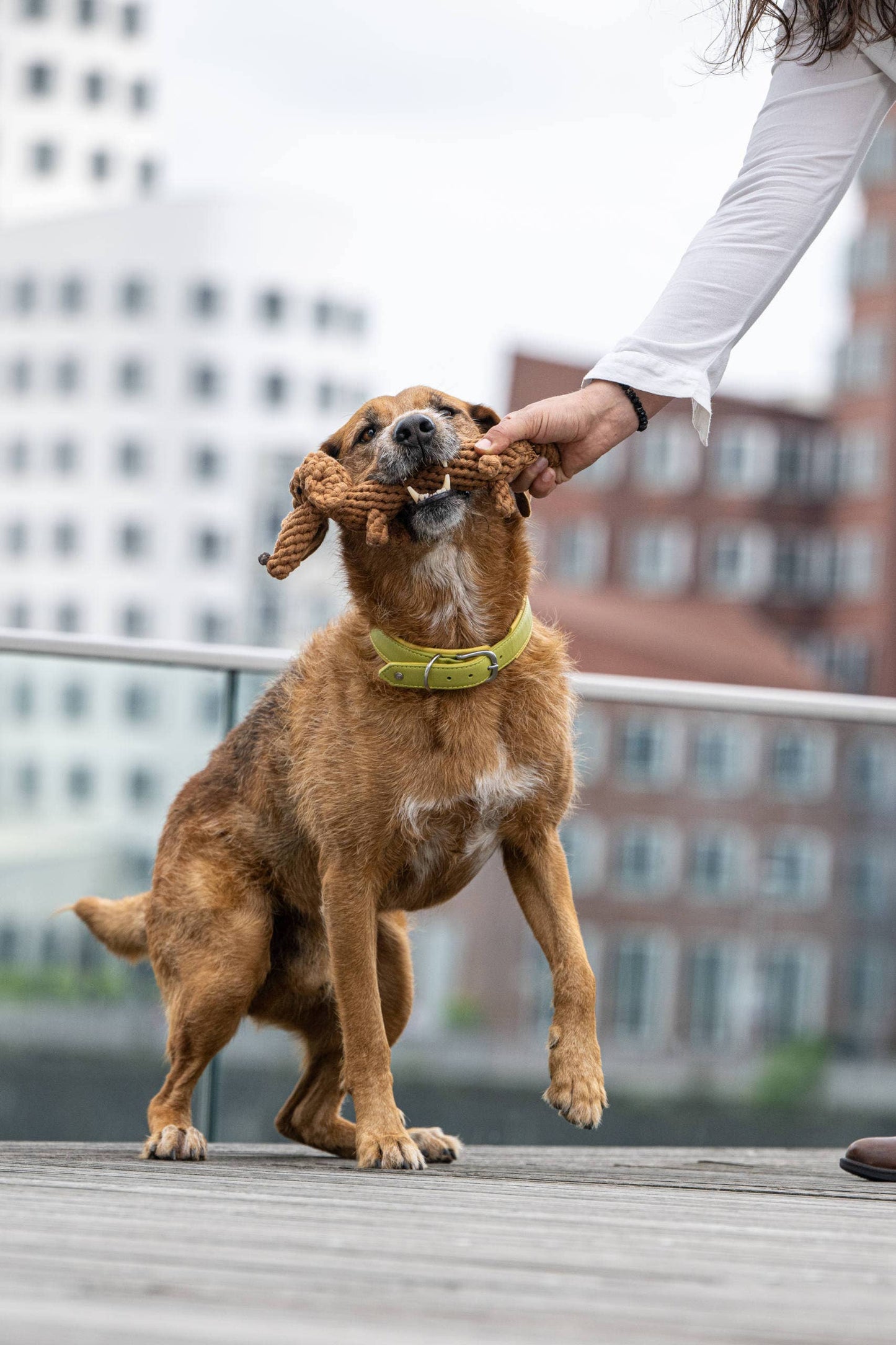Ein brauner Hund mit grünem Halsband steht auf einem Holzdeck und zerrt spielerisch an dem handgefertigten Diego Dackel Hundespielzeug aus Baumwolle von LABONI, das jemand in der Hand hält. Im Hintergrund sind moderne Gebäude zu sehen.