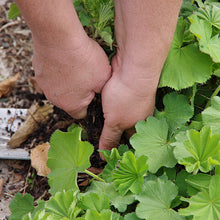 Lade das Bild in den Galerie-Viewer, Do. 25.03.2025 14.00–16.00 WORKSHOP Frühlingsfit: Wie bereite ich meinen Garten auf die neue Gartensaison vor?
