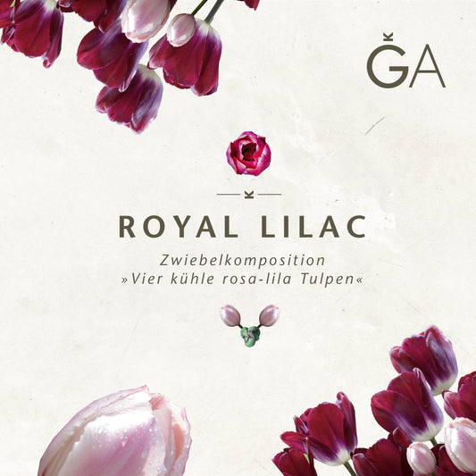 Arrangement von rosa und violetten Tulpen auf hellem Hintergrund, mit dem Titel "Royal Lilac: Vier kühle rosa-lila Tulpen" von der Königlichen Gartenakademie, mit deutschem Text über die Zwiebelmischung und dem GA-Logo.