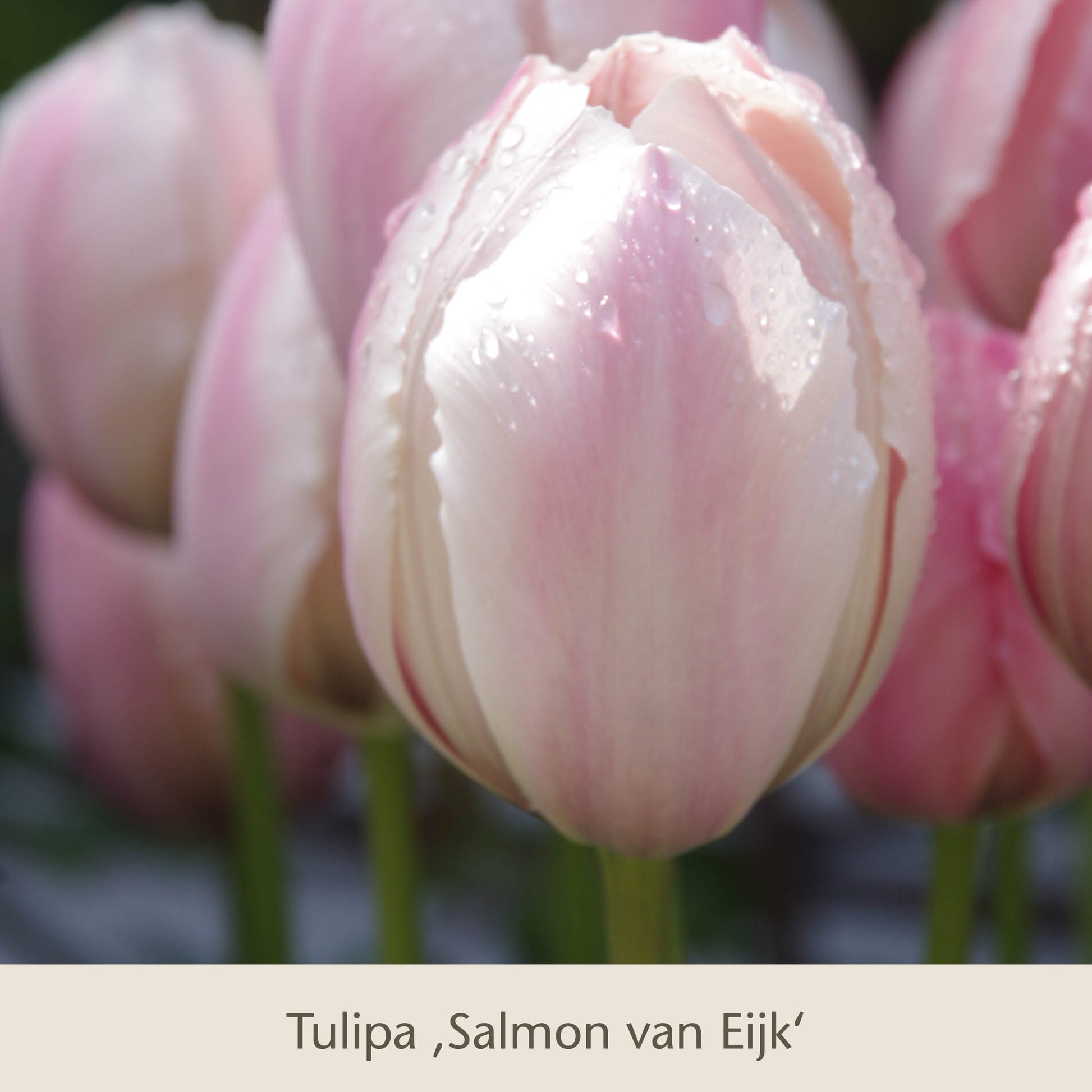 Nahaufnahme von Royal Lilac: Vier kühle rosa-lila Tulpen von der Königlichen Gartenakademie, mit zarten rosa-lila Blütenblättern, die mit Wassertropfen verziert sind, umgeben von ähnlichen Tulpen und Blumenzwiebeln im Hintergrund.