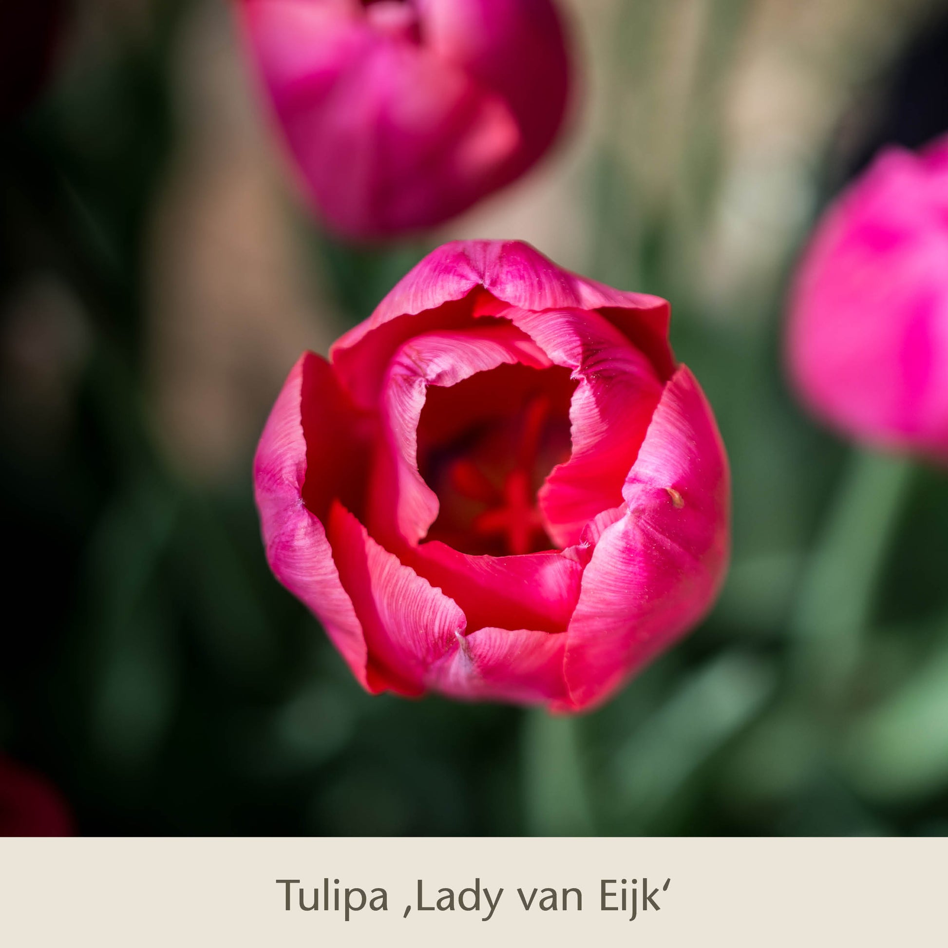 Eine Nahaufnahme der leuchtenden Royal Lilac Tulpen von der Königlichen Gartenakademie zeigt vier kühle rosa-fliederfarbene Blüten, mit verschwommenen grünen Blättern und anderen Tulpen im Hintergrund.