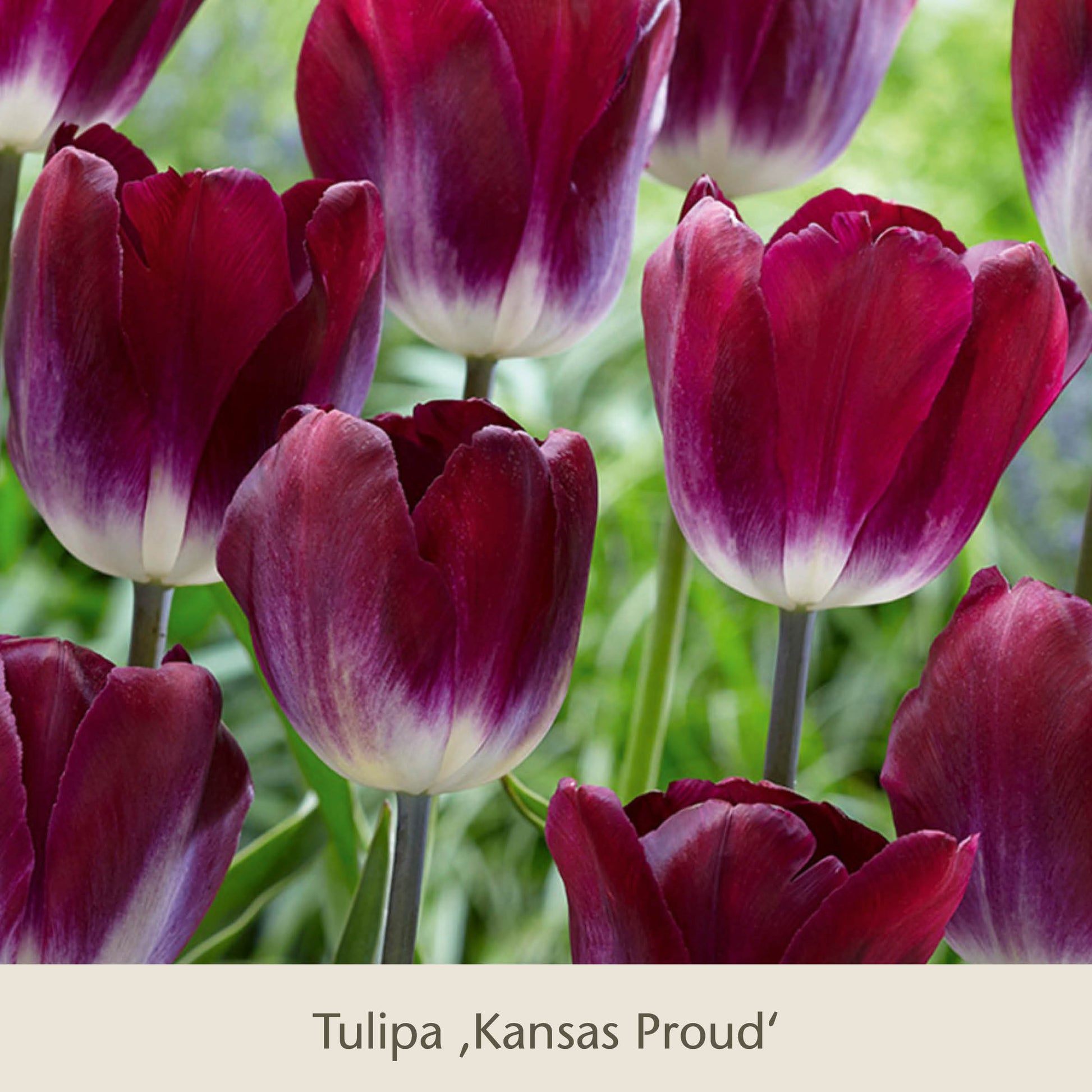 Nahaufnahme von Royal Lilac: Vier kühle rosa-lila Tulpen von der Königlichen Gartenakademie, mit leuchtend rosa-violetten Blütenblättern, die an der Basis zu Weiß verblassen, vor einem verschwommenen grünen Gartenhintergrund.