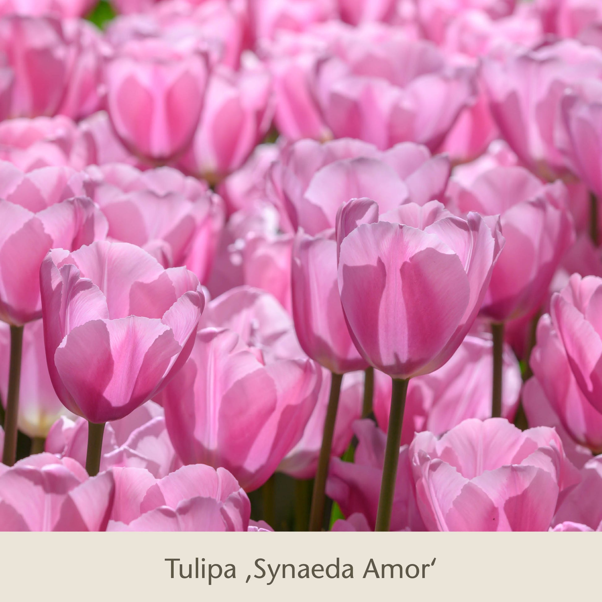 Eine Nahaufnahme der leuchtenden Royal Lilac Tulpen in kühlen rosa-lila Tönen der Königlichen Gartenakademie, die den Rahmen ausfüllen - eine ideale Wahl für alle, die auffällige Vier kühle rosa-lila Blumenzwiebeln für einen farbenfrohen Frühlingsgarten suchen.