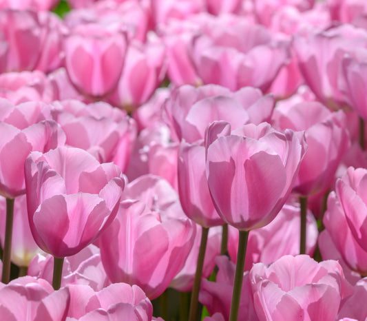 Eine Nahaufnahme der Weijers Tulipa Synaeda Amor Triumph-Tulpe in voller Blüte. Die rosafarbenen Blütenblätter und die 40-50 cm langen grünen Stiele leuchten im Sonnenlicht und bringen ihre zarte Schönheit während der Blütezeit im Mai perfekt zur Geltung.