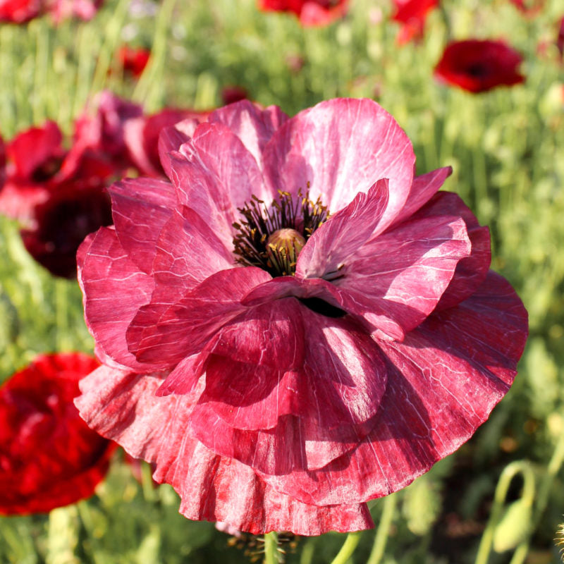 Nahaufnahme von Jora Dahl | Papaver rhoeas 'Pandora' (Klatschmohn), eine leuchtend rosafarbene, trockenheitstolerante Blüte mit gekräuselten Blütenblättern und dunkler Mitte, die zwischen grünen Stängeln und bordeauxrotem Mohn gedeiht - auch unter trockenen Bedingungen.