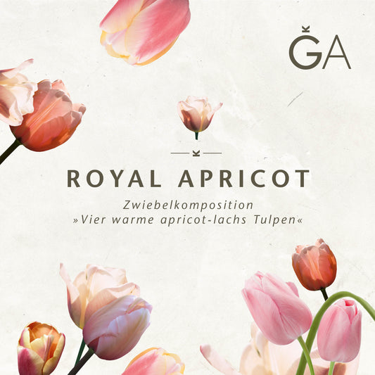 Ein minimalistisches Design mit zartrosa und apricotfarbenem "Royal Apricot: Vier warme apricot-lachs Tulpen" von der Königlichen Gartenakademie, deutschem Text mit dem Hinweis auf Blumenzwiebeln und einem stilisierten GA-Logo in der oberen rechten Ecke.