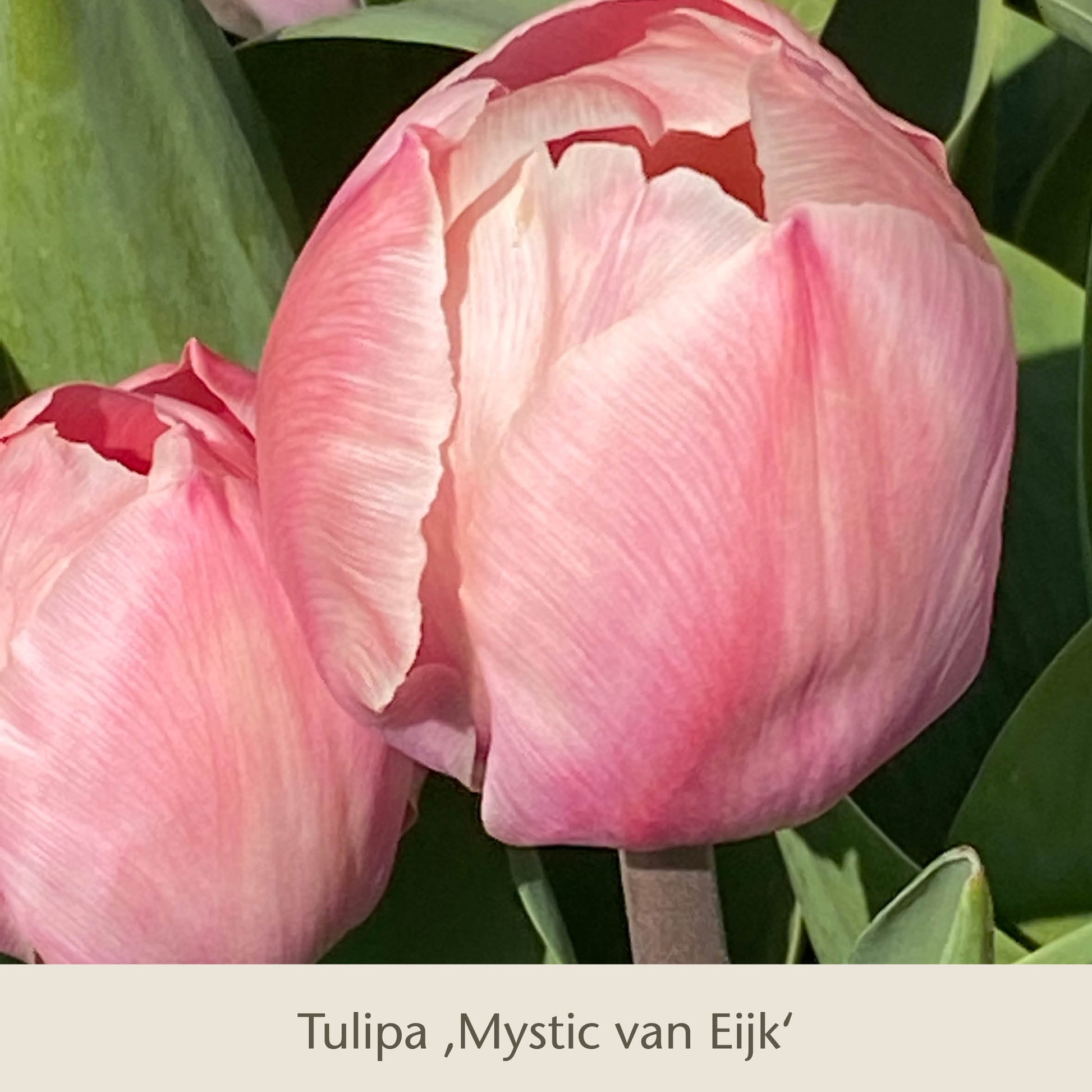Nahaufnahme einer zart apricot-lachsfarbenen Tulpe 'Royal Apricot' mit sanft gerüschten Blütenblättern, daneben eine ungeöffnete Tulpe. Unten steht: Königliche Gartenakademie - Vier warme Royal Apricot Tulpen aus Blumenzwiebeln.