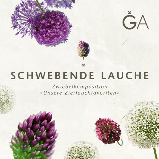 Auf hellem Hintergrund schweben bunte Zierzwiebelblüten, in deren Mitte der Text "Schwebende Lauche: Unsere Zierlauchfavoriten" der Königlichen Gartenakademie steht.