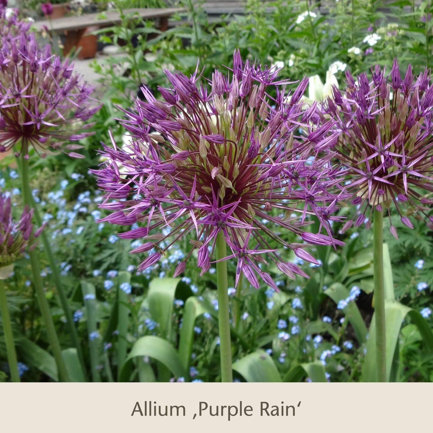 Nahaufnahme von Schwebende Lauche: Unsere Zierlauchfavoriten von der Königlichen Gartenakademie, mit stacheligen violetten Blüten aus Blumenzwiebeln, die sich von einem üppigen grünen Gartenhintergrund abheben.