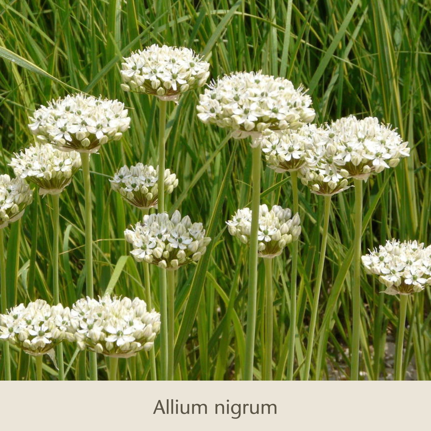 Schwebende Lauche: Unsere Zierlauchfavoriten von Königliche Gartenakademie begeistern mit weißen, kugelförmigen Blüten auf hohen Stielen. Ideal zu Tulpen und anderen Blumenzwiebeln kombinierbar. Text unten: Allium nigrum.