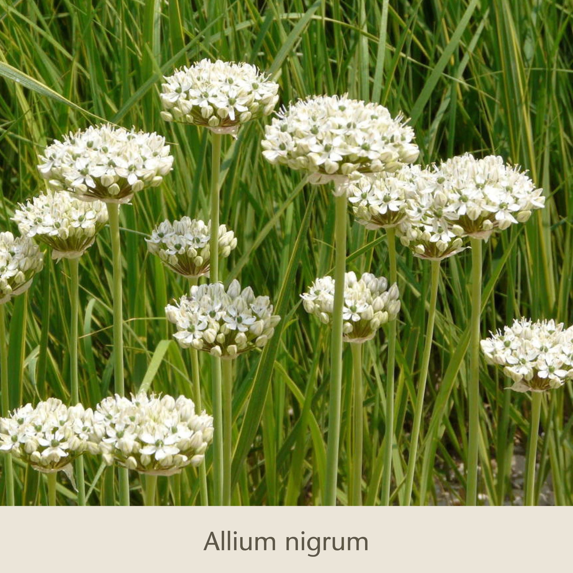 Schwebende Lauche: Unsere Zierlauchfavoriten von Königliche Gartenakademie begeistern mit weißen, kugelförmigen Blüten auf hohen Stielen. Ideal zu Tulpen und anderen Blumenzwiebeln kombinierbar. Text unten: Allium nigrum.