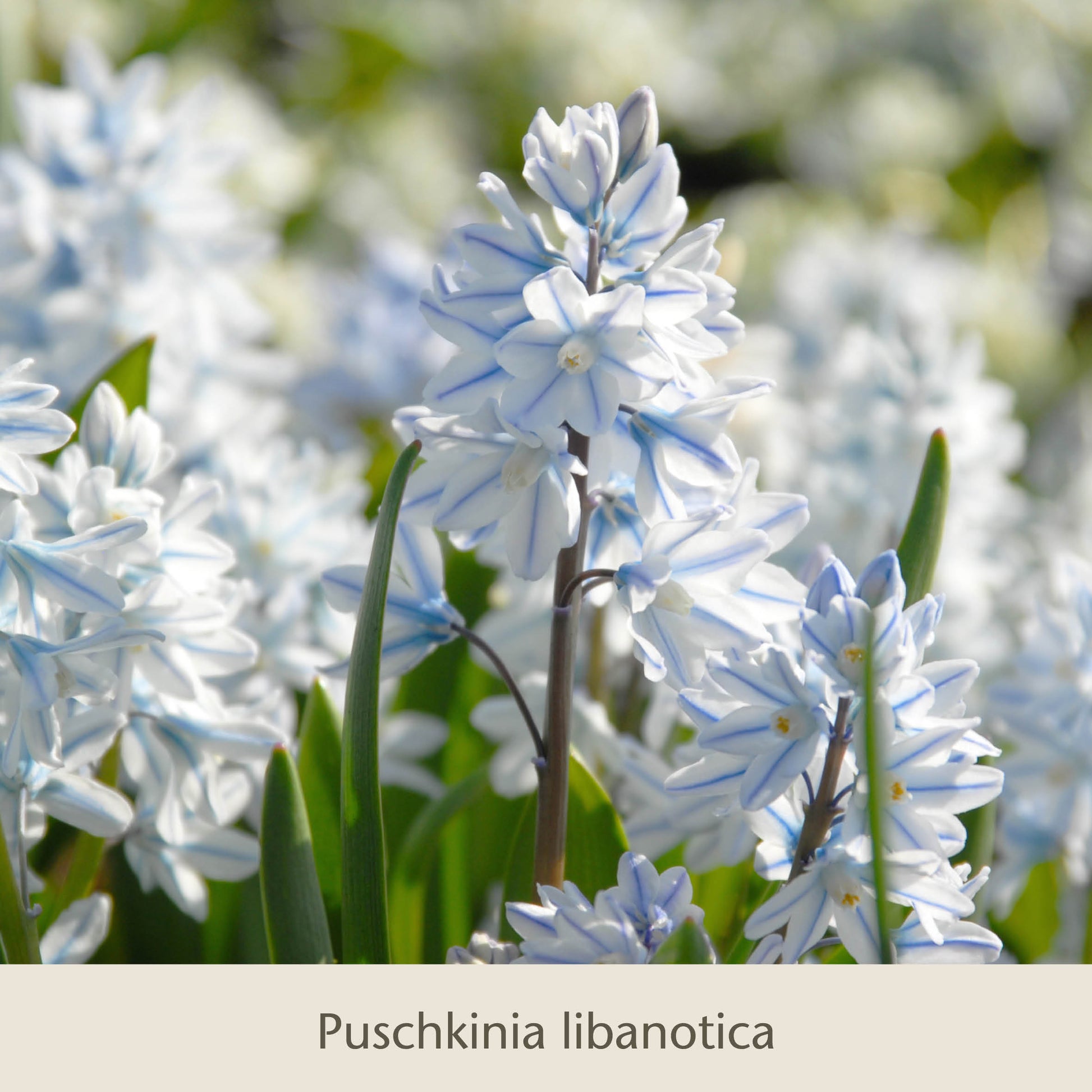 Frühe Charmeure von Königliche Gartenakademie: Zarte Puschkinia libanotica blühen mit grünen Blättern, begleitet von weiteren Saisonanfängern wie Narzissen-ein Frühlingsgruß, der Insekten erfreut.