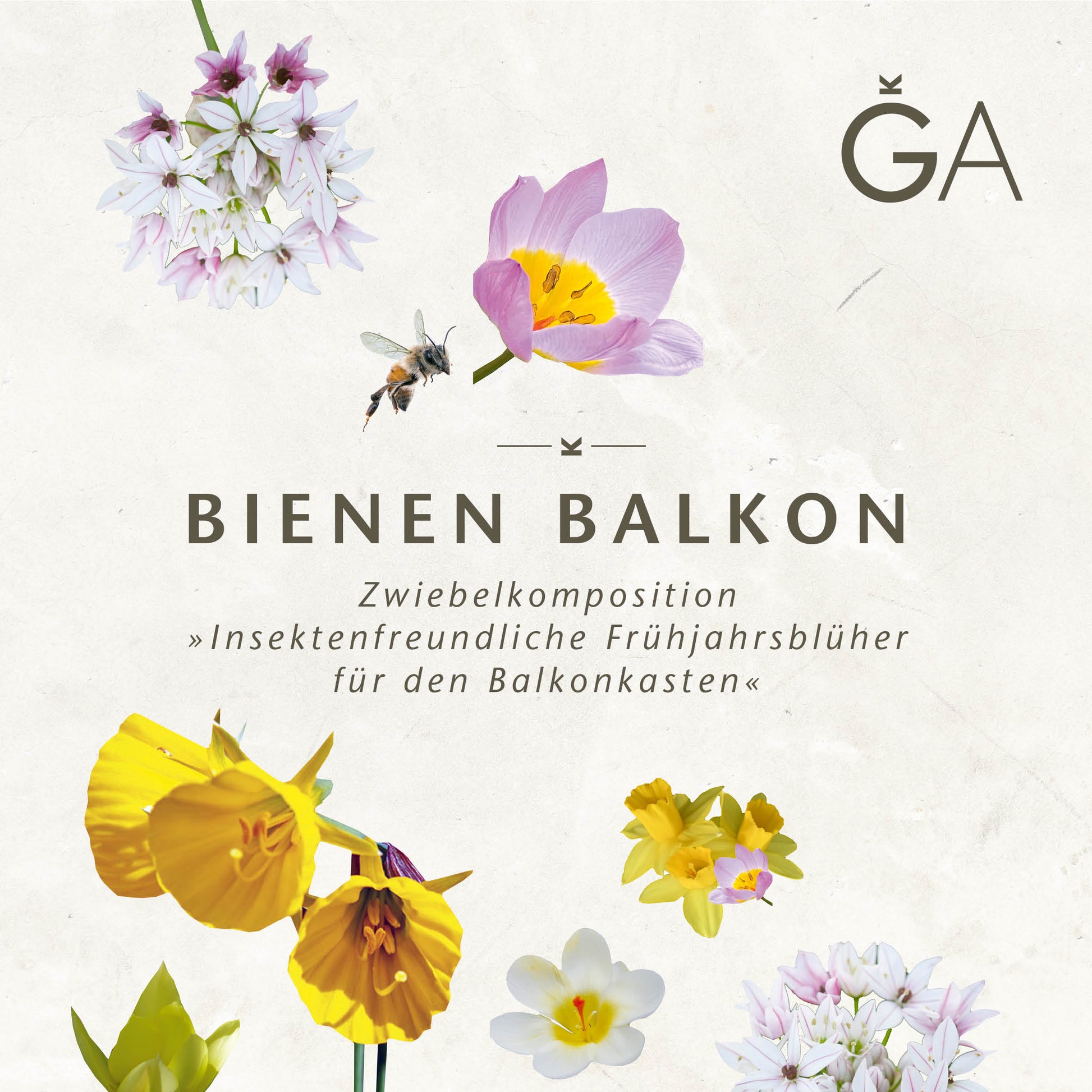 Das Poster "Bienen Balkon: Insektenfreundliche Frühjahrsblüher für den Balkonkasten" der Königlichen Gartenakademie zeigt Frühlingsblumen und eine Biene und weist auf insektenfreundliche Blumenzwiebeln für Balkonkästen hin.