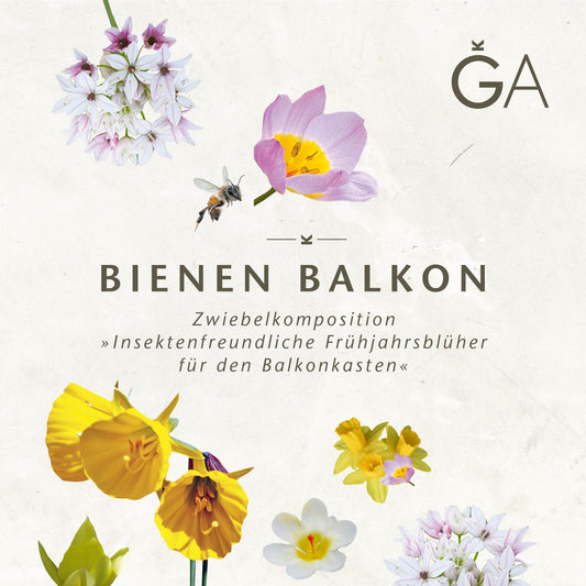 Das Poster "Bienen Balkon: Insektenfreundliche Frühjahrsblüher für den Balkonkasten" der Königlichen Gartenakademie zeigt Frühlingsblumen und eine Biene und weist auf insektenfreundliche Blumenzwiebeln für Balkonkästen hin.