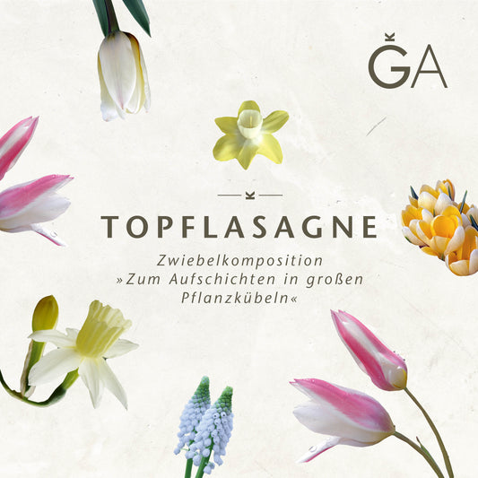 Minimalistisches Blumendesign mit frühlingshaften Blumenzwiebeln auf hellem Hintergrund. Text: Topflasagne: Zum Aufschichten in großen Pflanzkübeln von der Königlichen Gartenakademie, sowie ein stilisiertes GA-Logo.