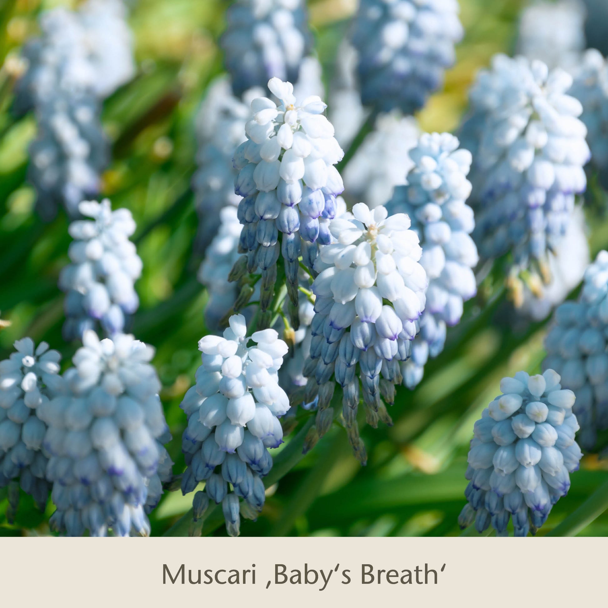 Nahaufnahme von blassblauen Muscari Baby's Breath Blüten und grünen Blättern - ideal für die Topflasagne der Königlichen Gartenakademie: Zum Aufschichten in großen Pflanzkübeln, um Ihren Frühlingsgarten mit frühjahrsblühenden Zwiebeln zu verschönern.