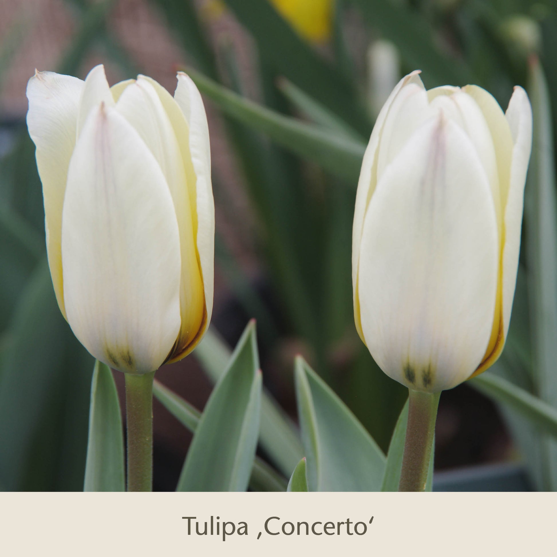 Zwei hellgelbe Tulipa Concerto Tulpen mit weißen Reflexen und grünen Blättern, nebeneinander. Diese frühjahrsblühenden Zwiebeln von Königliche Gartenakademie sind perfekt als Topflasagne für die Schichtung in großen Pflanzgefäßen.