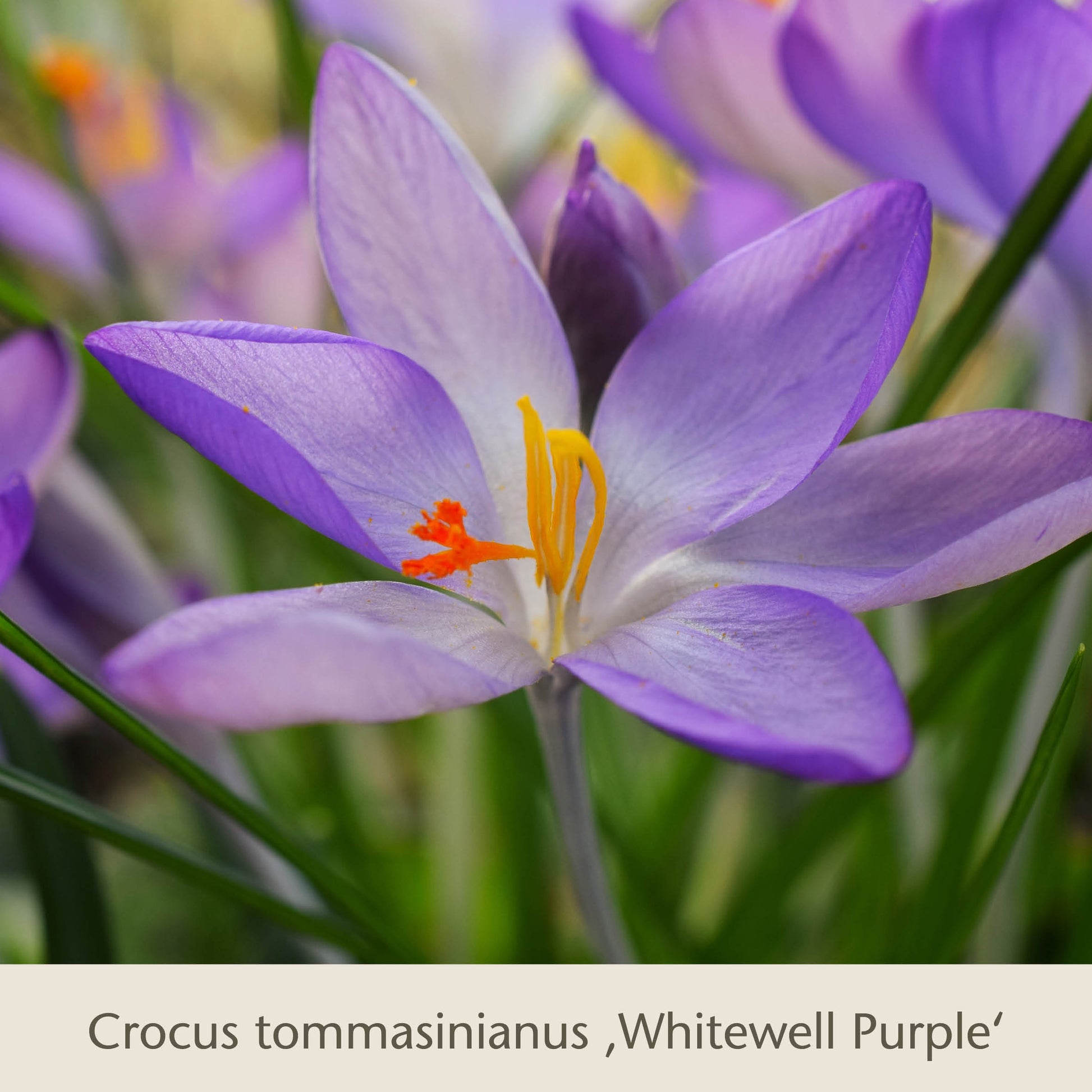 Nahaufnahme eines Gabriellas Wiesenschätze Krokus von Königliche Gartenakademie: langlebige Blumenzwiebeln zum Verwildern, mit zarten violetten Blütenblättern, orangefarbenen Staubgefäßen und grünen Blättern, ideal für natürliche Wiesen.