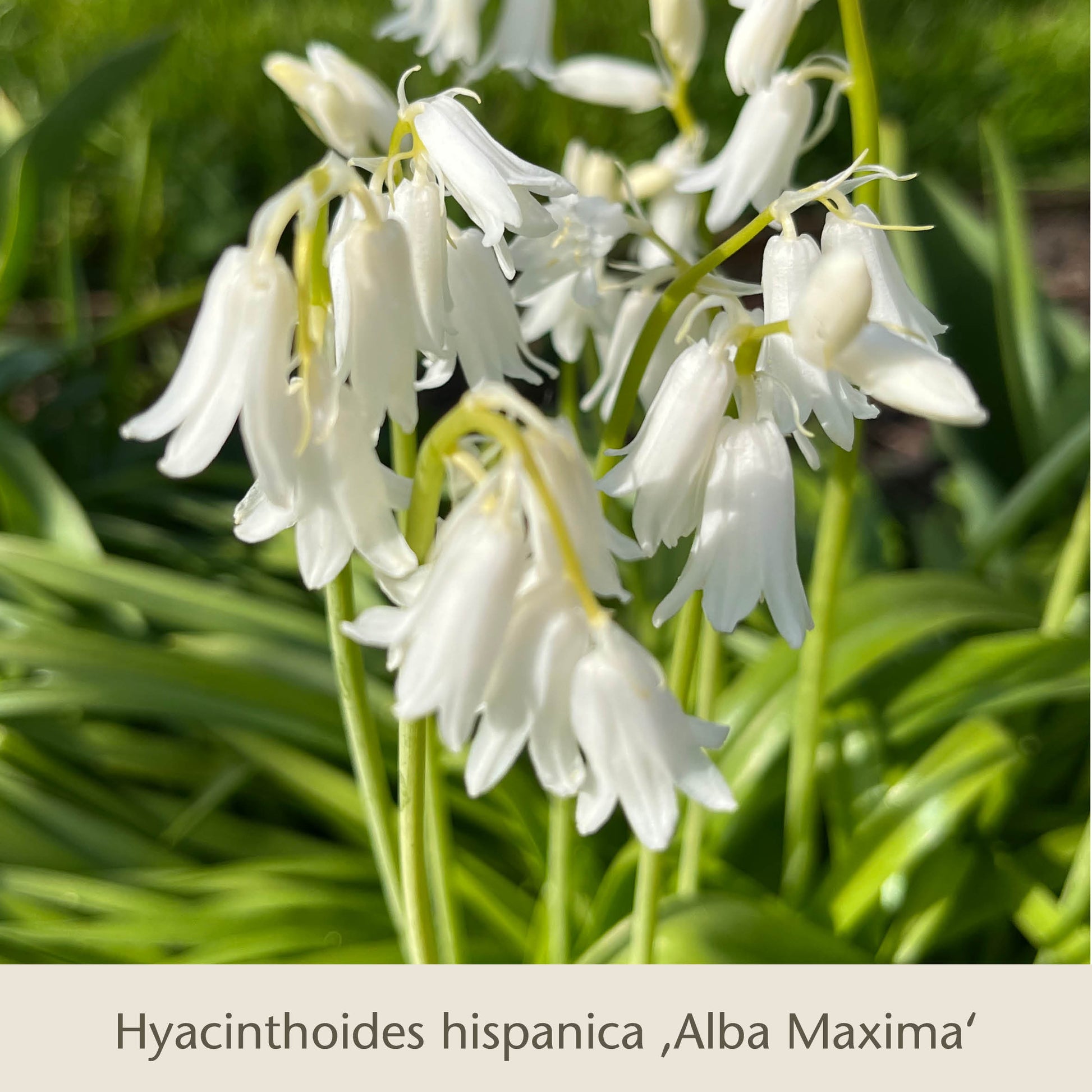 Nahaufnahme der weiß blühenden Hyacinthoides hispanica 'Alba Maxima' aus Gabriellas Wiesenschätze: langlebige Blumenzwiebeln zum Verwildern von der Königlichen Gartenakademie, umgeben von üppigen grünen Blättern und einem weichen Hintergrund.