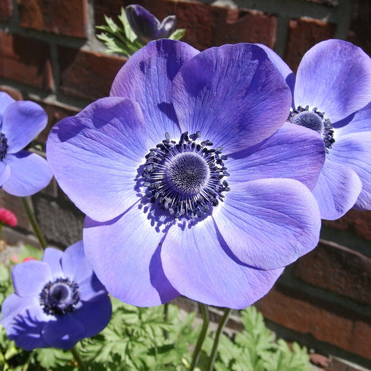 Nahaufnahme der leuchtenden Anemone Mr. Fokker Kronen-Anemone von Weijers mit tief violettblauen Blütenblättern und dunkler Mitte im Sonnenlicht vor grünen Blättern und einer verschwommenen Ziegelmauer; die Blüten werden bis zu 30 cm hoch.