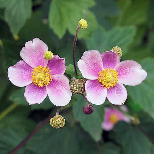 Zwei blühende Anemone Hollandia von Weijers mit rosa und weißen Blütenblättern mit gelber Mitte. Umgeben von grünen Blättern und Knospen geben die weichen, abgerundeten Blütenblätter nebeneinander ein charmantes und zugleich wildes Bild ab.