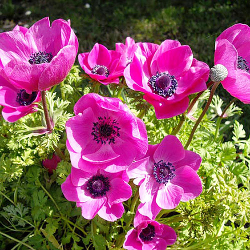 Die Anemone Sylphide von Weijers hat leuchtend violett-rosa Blüten mit dunkler Mitte und üppig grünem Laub. Das Sonnenlicht hebt die lebendigen Blütenblätter und Details hervor und macht diese Blumen zu einer atemberaubenden Bereicherung für jeden Garten.