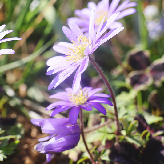 Zwei Anemone blanda 'Charmer' von Weijers mit purpurrosa Blüten und gelber Mitte blühen zwischen grünen Blättern; eine steht aufrecht mit 10-15cm, die andere ist leicht gebogen, beide zeigen ihre eleganten dunkelrosa Blüten.