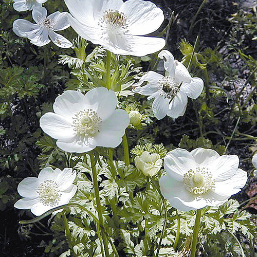 Mehrere Anemonenbraut-Blüten von Weijers mit zarten weißen Blütenblättern und gelb-grüner Mitte blühen während ihrer Blütezeit von April bis Juni zwischen grünem Laub vor dunklem Hintergrund.