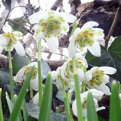 Das Weijers Galanthus nivalis 'Hippolyta' Schneeglöckchen zeigt zwischen Februar und März gefüllte, reinweiße Blüten mit zartem Grün und Gelb über grünen Blättern und Stängeln - ein eleganter Frühlingsbote.