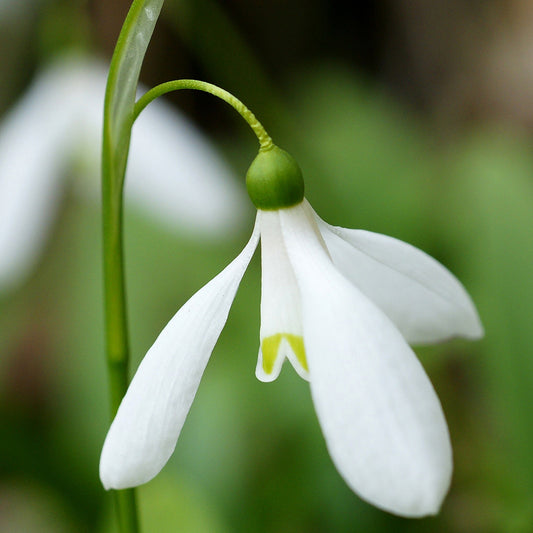 Nahaufnahme eines einzelnen Weijers Galanthus nivalis 'Magnet' Schneeglöckchen mit drei zarten Blütenblättern und grünem Stiel vor einem grünen Hintergrund mit weicher Schärfe. Die Blütezeit März unterstreicht die Attraktivität des Vorfrühlings.