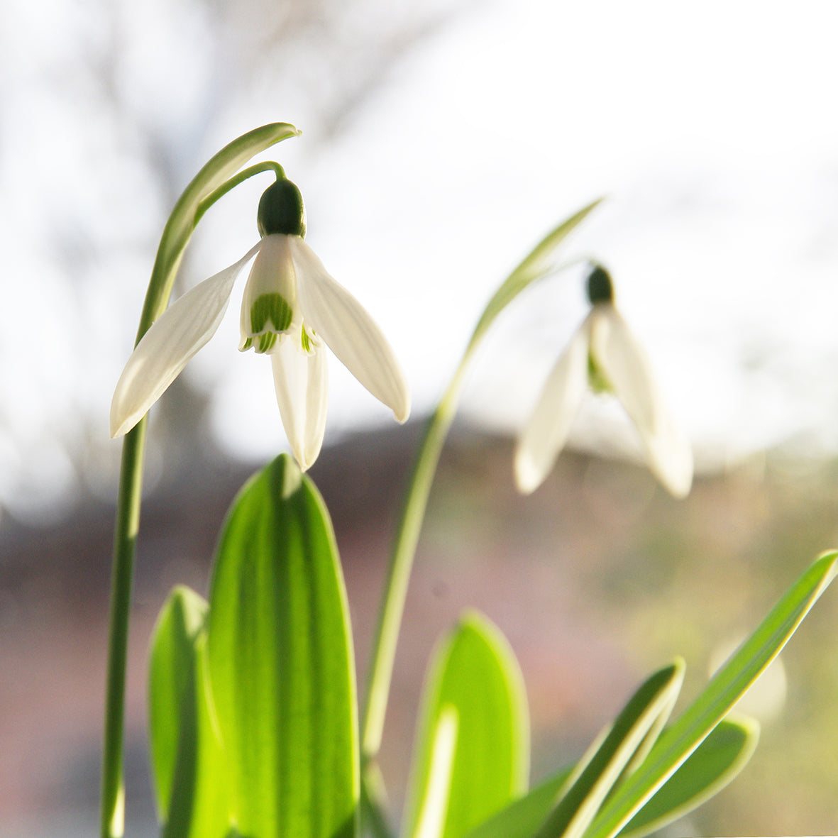 Zwei anmutige Galanthus nivalis 'Mount Everest' Schneeglöckchen von Weijers mit weißen Blütenblättern und grünen Stielen sonnen sich im sanften Sonnenlicht und präsentieren ihre großblumige Schönheit vor einem sanft verschwommenen Hintergrund.