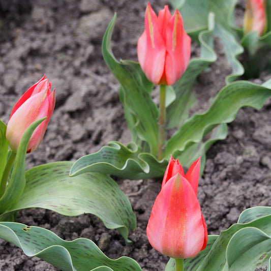 Drei Tulipa Toronto Mehrblütige Tulpe von Weijers mit rosaroten Blüten und gelben Highlights wachsen in brauner Erde. Ihre gewellten grünen Blätter haben eine helle Zeichnung. Diese Tulpen blühen von März-April.