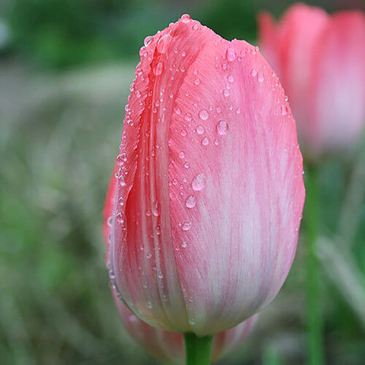 Nahaufnahme einer rosafarbenen Tulipa Van Eijk® Darwin-Hybrid-Tulpe von Weijers, mit zarten Wassertropfen auf den Blütenblättern vor einem sanft verschwommenen grünen Hintergrund. Diese Tulpe blüht wunderschön von April bis Mai.