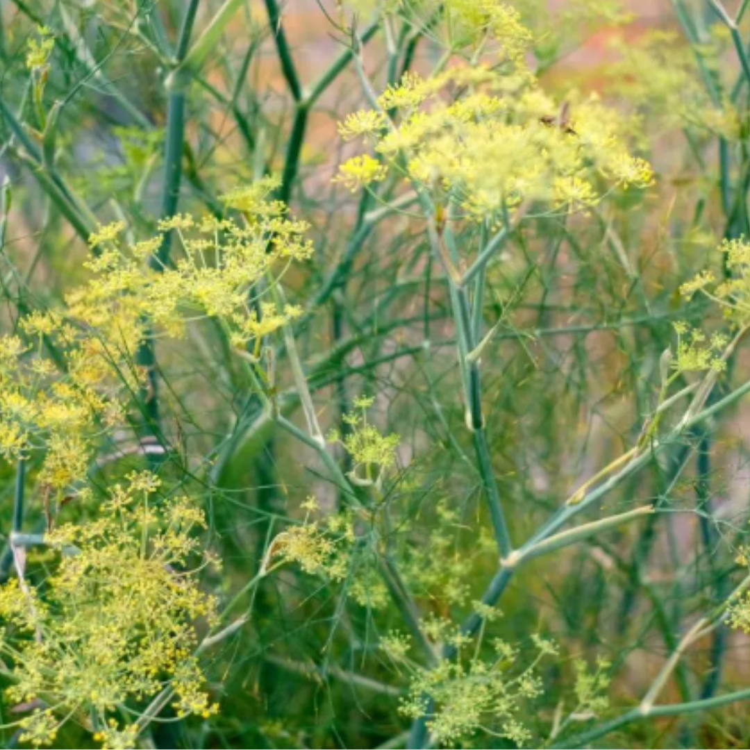 Hohe, grüne Fenchelpflanzen mit gefiederten Blättern und zarten gelben Blüten gedeihen im Freien - perfekte Akzente für den Schnittblumen Garten oder ideal zum Trocknen mit Jora Dahl | Flowers to Dry von Jora Dahl. Üppiges, weiches Laub rundet das Bild ab.