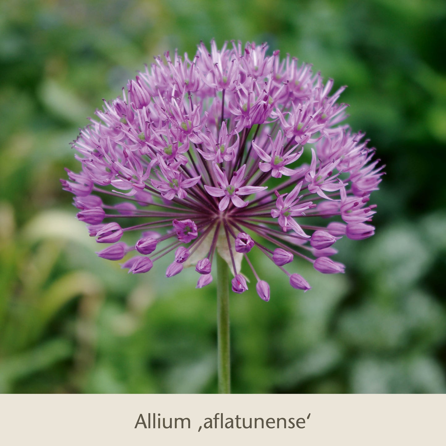 Eine Nahaufnahme eines violetten Allium aflatunense in voller Blüte aus "Isabelles Cottage Garten" der Königlichen Gartenakademie: Frühjahrsfarbe für ein Blütenmeer im Beet", die sternförmige Blüten vor einem unscharfen grünen Hintergrund zeigt.