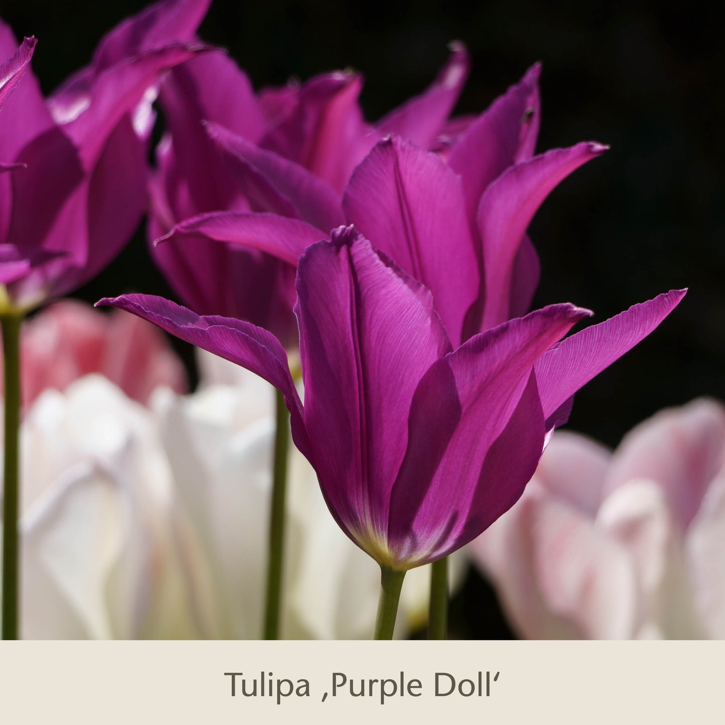 Nahaufnahme der leuchtend violetten Tulipa Purple Doll Tulpen, dahinter verschwommene weiße und rosa Tulpen. Perfekt für die Bepflanzung mit Isabelles Cottage Garten: Frühlingsfarbe für ein Blütenmeer im Beet von Königliche Gartenakademie. Hellbeige Beschriftungsfläche unten.