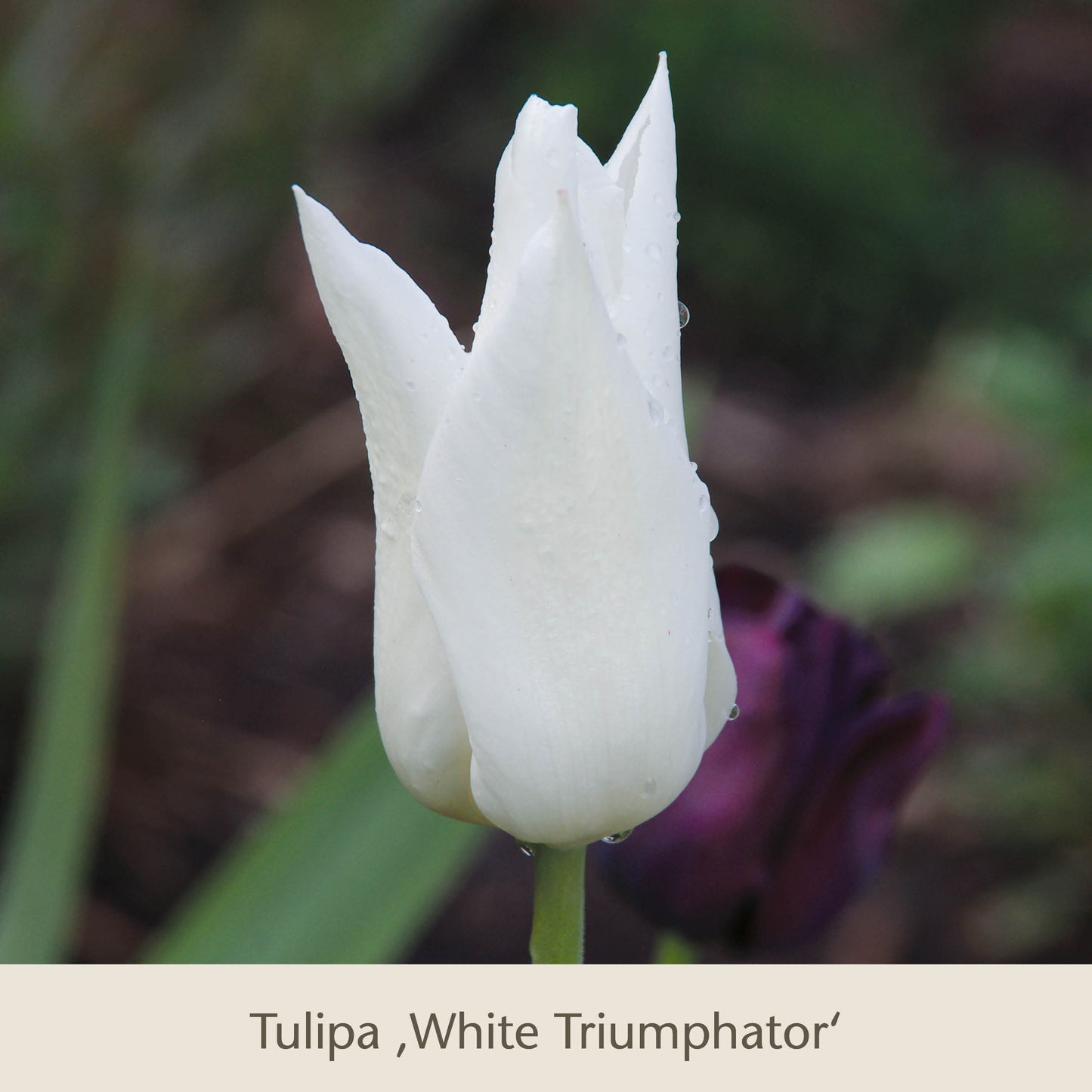 Eine Nahaufnahme einer einzelnen weißen Tulpe aus Isabelles Cottage Garten: Frühlingsfarbe für ein Blütenmeer im Beet von Königliche Gartenakademie, mit Tautropfen auf den Blütenblättern. Der unscharfe Hintergrund zeigt grüne Blätter und eine dunkelviolette Blüte.