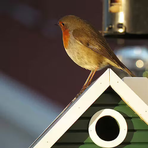 Ein kleiner Vogel mit rötlich-oranger Brust sitzt auf dem Wildlife Garden Green Cottage Nistkasten & Futterhaus. Sein Gefieder leuchtet im Sonnenlicht und unterstreicht das stilvolle Design dieses einzigartigen grün-weißen Vogelhauses.