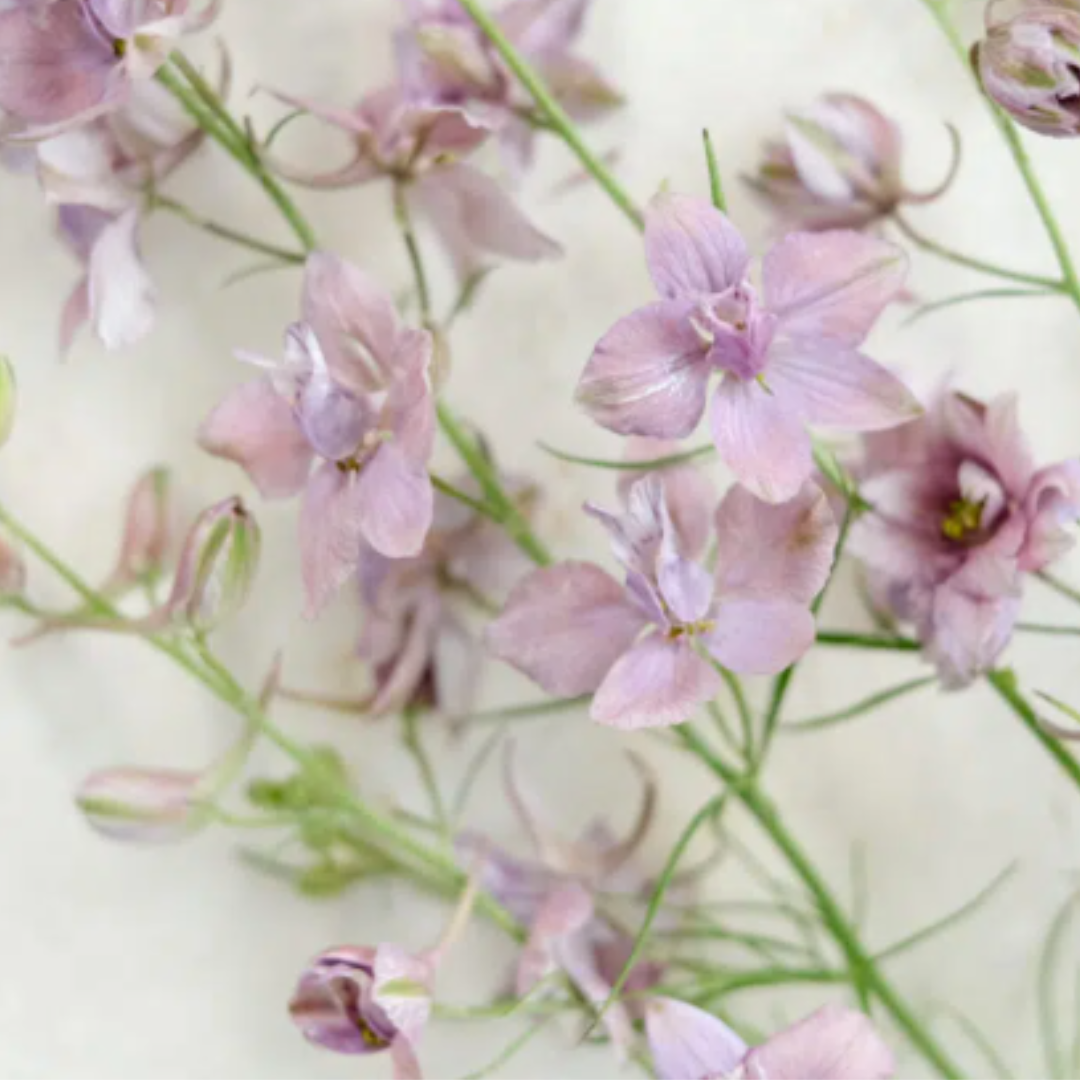 Zarter lila Rittersporn von Jora Dahl | Flowers to Dry by Jora Dahl, mit schlanken grünen Stielen auf hellem Grund - ideal als Schnittblumen oder zur Aufwertung Ihrer Samenkollektion.