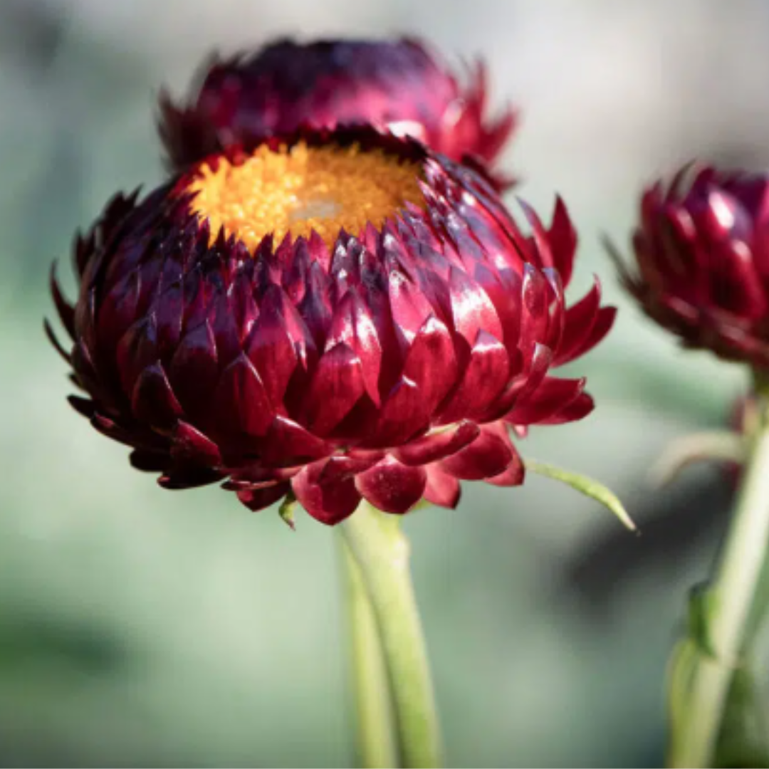 Nahaufnahme einer tief burgunderroten Strohblume mit geschichteten Blütenblättern und einer gelben Mitte von Jora Dahl | Flowers to Dry, ideal für Trocken- oder Schnittblumenarrangements, vor einem sanft verschwommenen grünen und grauen Hintergrund. Marke: Jora Dahl.