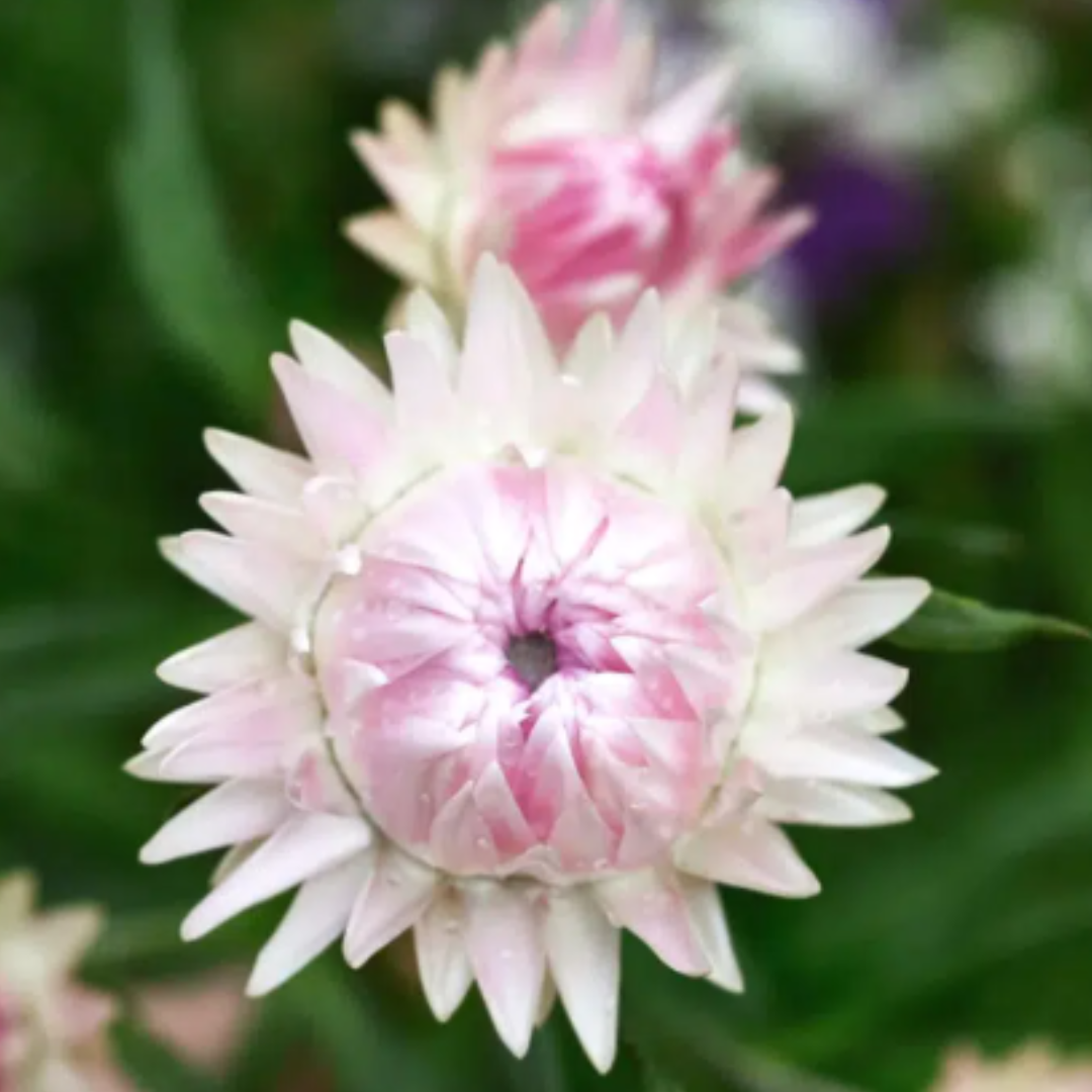 Eine Nahaufnahme einer blassrosa Strohblume von Jora Dahl | Flowers to Dry, mit spitzen Blütenblättern mit weißer Spitze und Tautropfen, ideal für Schnittblumen oder Trockenblumen. Zartes grünes Laub und eine verschwommene Blüte vervollständigen die Szene. Marke: Jora Dahl.