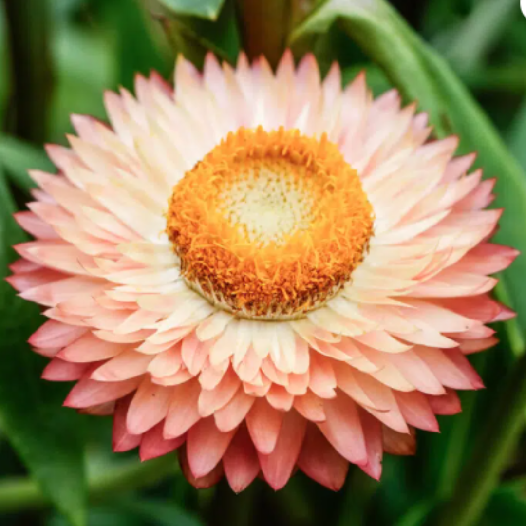 Nahaufnahme einer Jora Dahl | Flowers to Dry Strohblume mit rosa und cremefarbenen Blütenblättern und einer gelb-orangenen Mitte, umgeben von grünen Blättern - ideal für Schnitt- oder Trockenblumenarrangements.