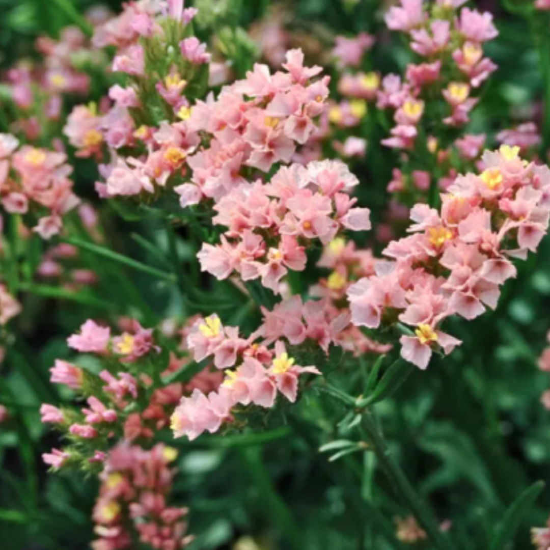 Büschel von kleinen, zarten rosa und gelben Jora Dahl | Flowers to Dry von Jora Dahl mit grünen Stielen und Blättern, die dicht in einem Garten blühen.