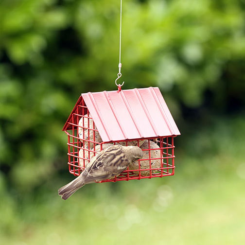 Ein kleiner brauner Vogel hockt auf dem Wildlife Garden Meisenknödel Futterspender Häuschen in Rot, gefüllt mit Suetkugeln, vor einem verschwommenen grünen Laubhintergrund.